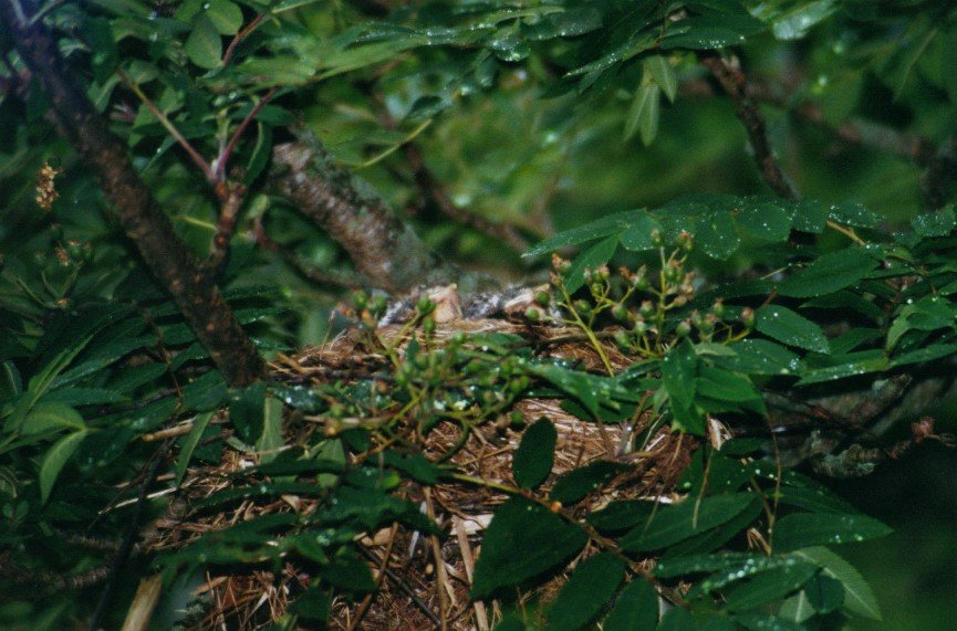 2002060509 langjord lijsternest